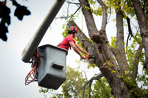 Large Tree Removal